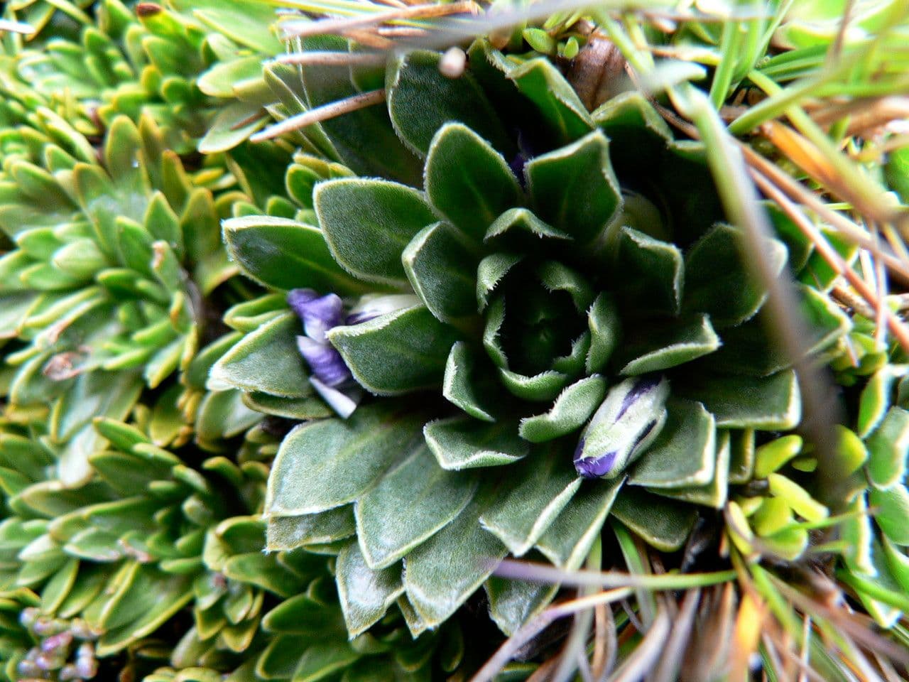 Viola di Bangi