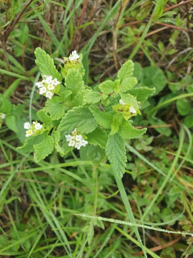Lippia de Java 11