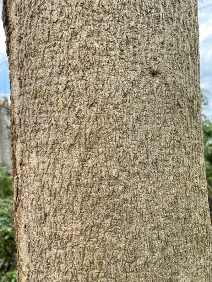 Gmelina arborea 24