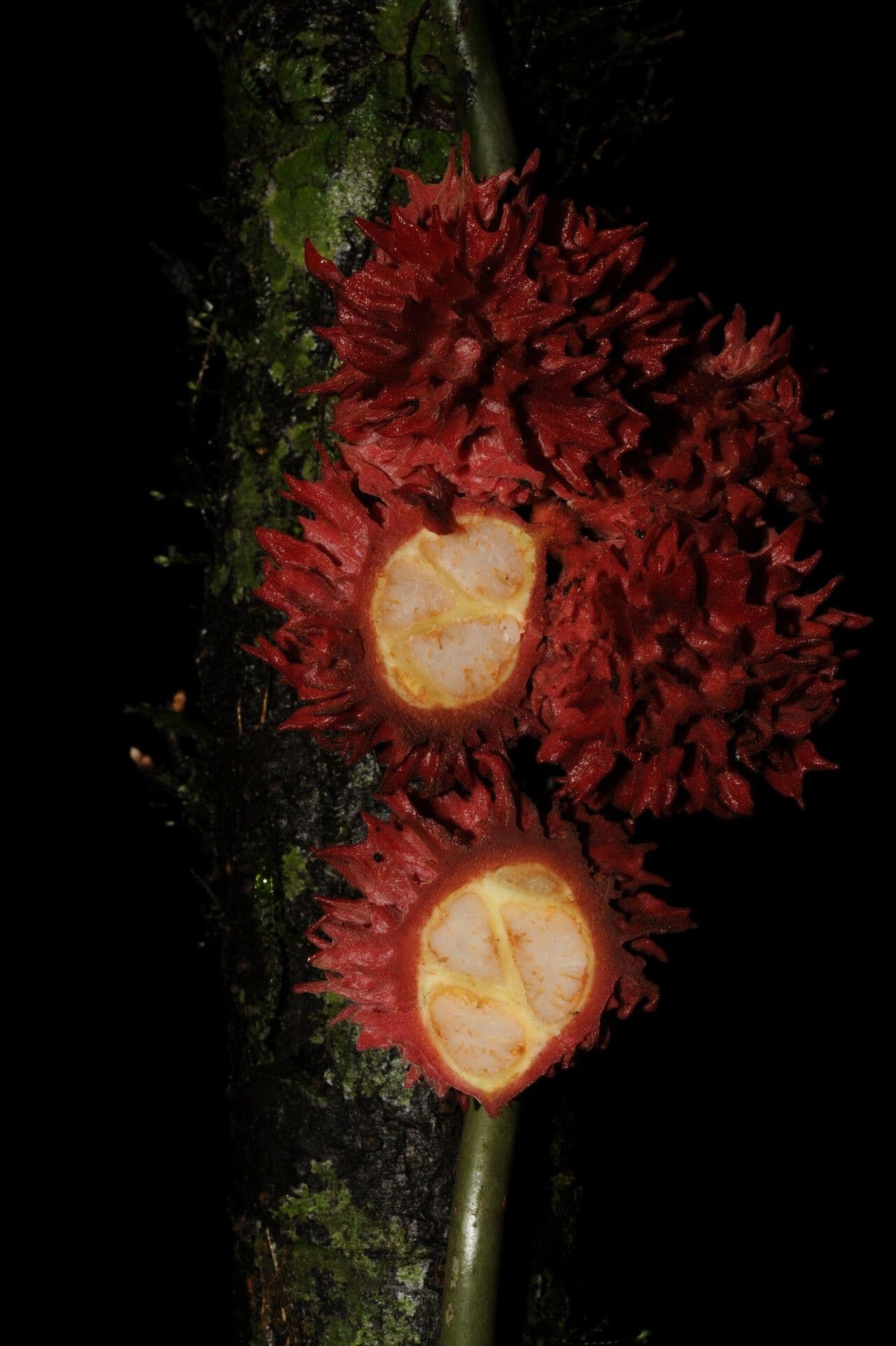Stenanona 2