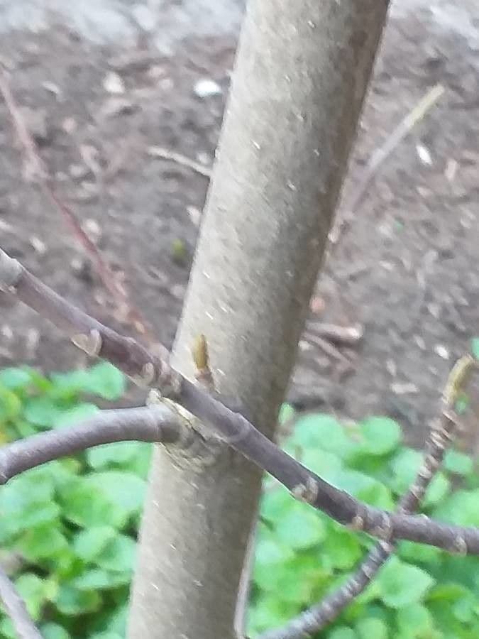 Magnolia cilindrica 6