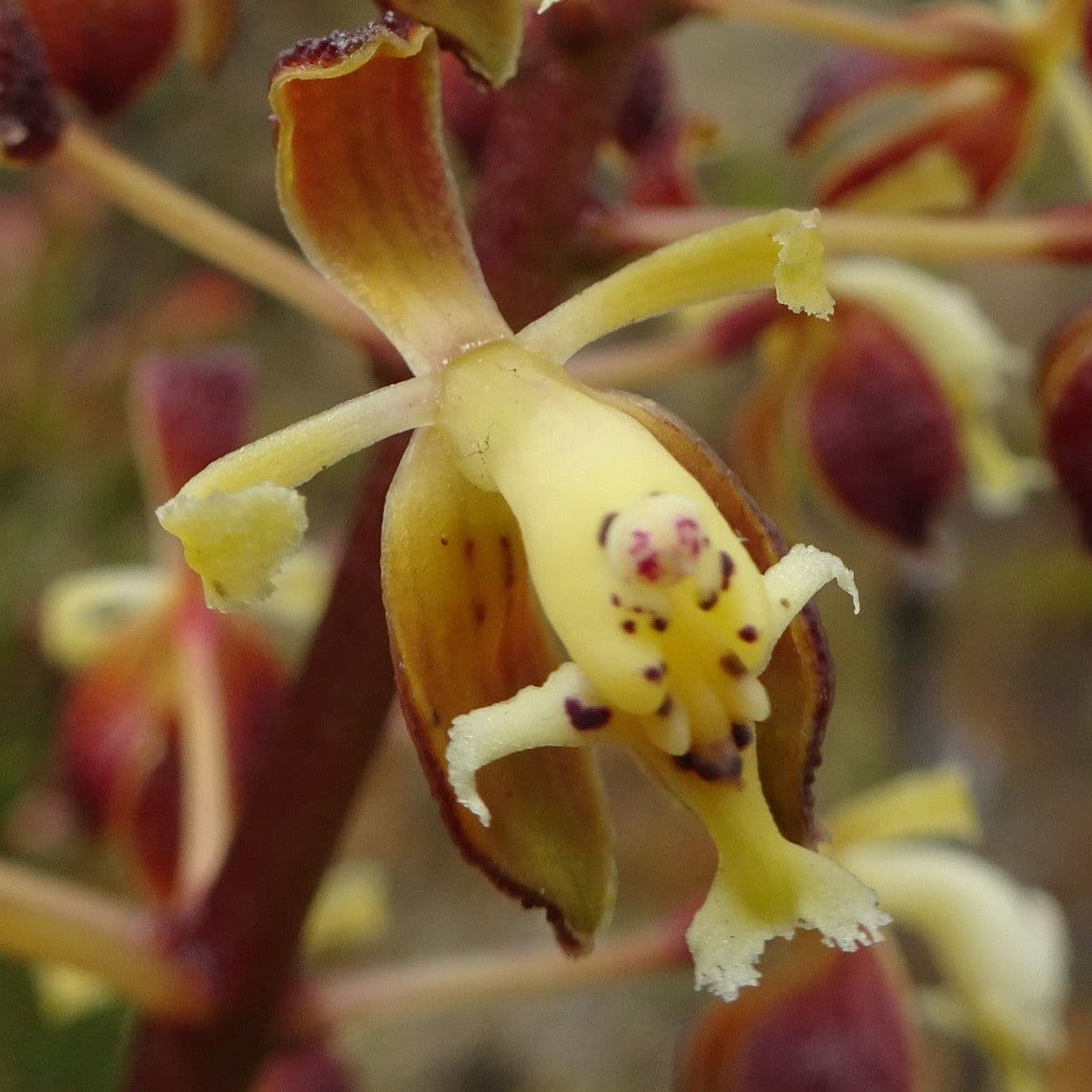 Epidendrum 2