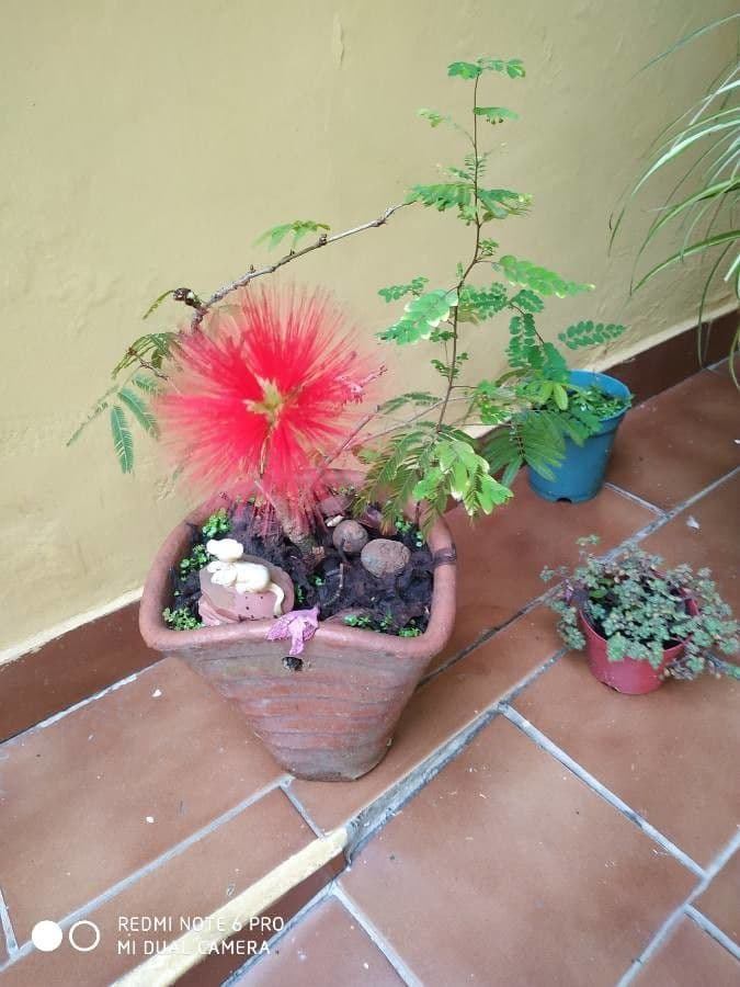 Calliandra di Tweed 5