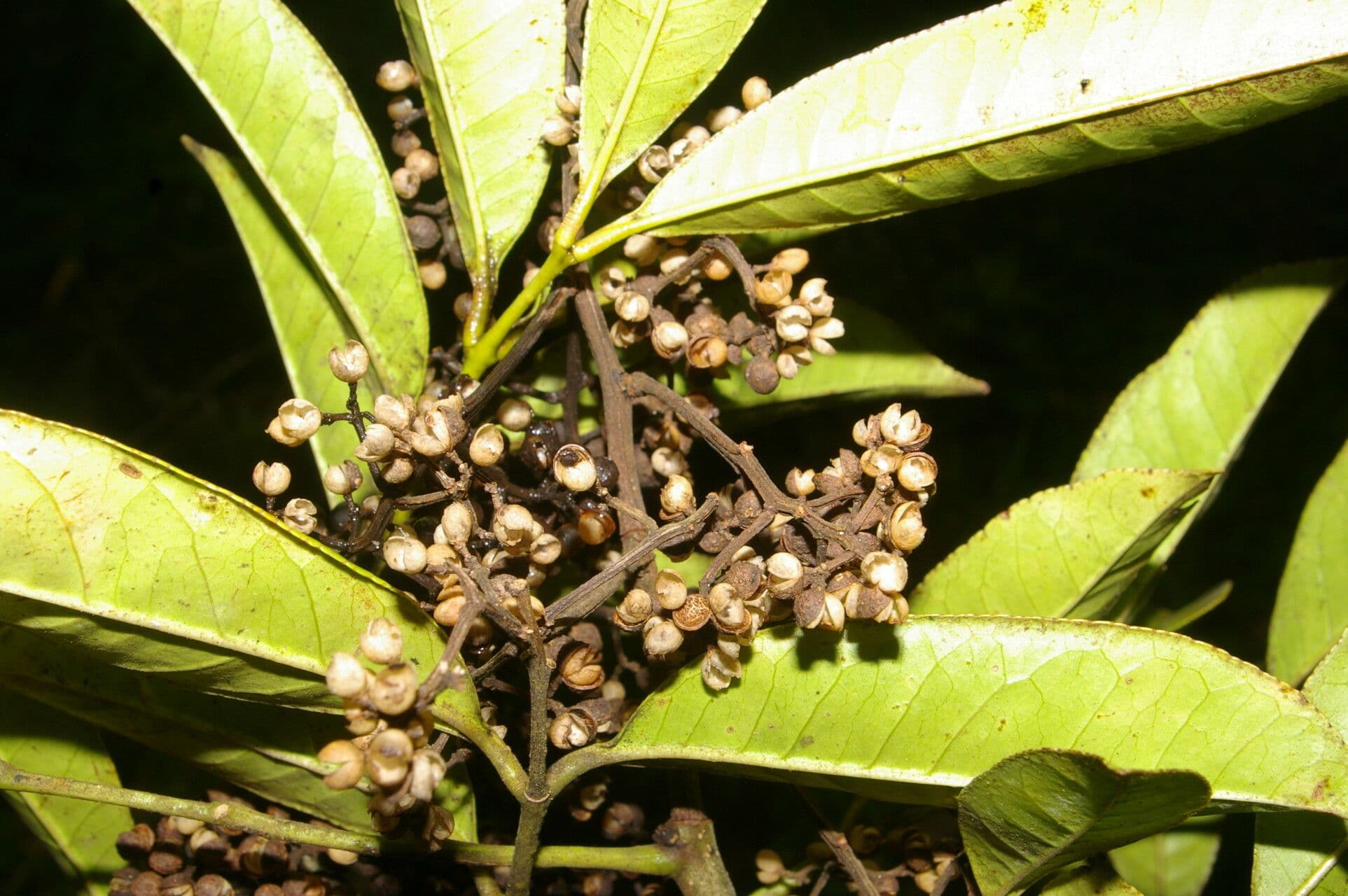 Árbol del dolor de muelas 3