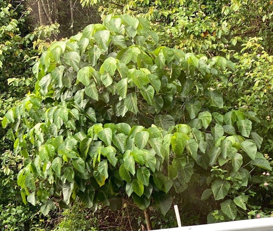 Macaranga 5