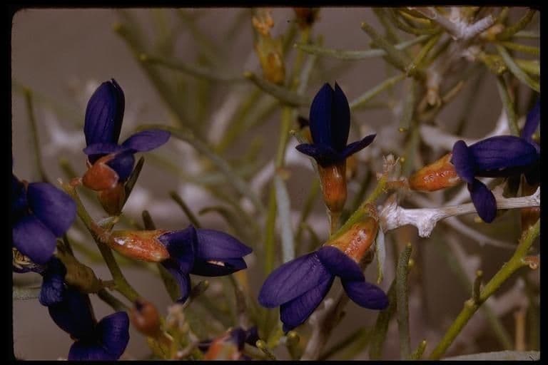 Psorothamnus schottii 14