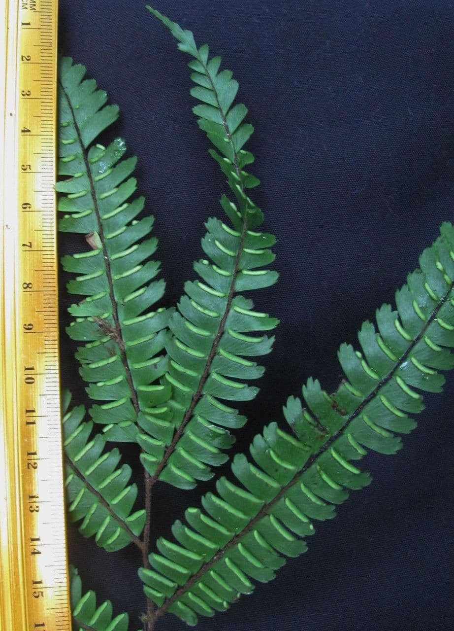 Adiantum 11