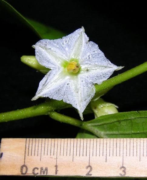 Lycianthes 9