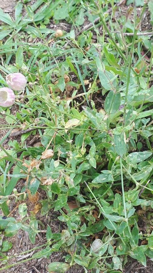 Silene pelosa 7