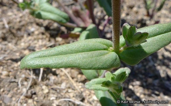Collinsia concolor 12
