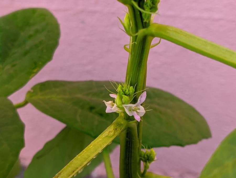 Guar 7