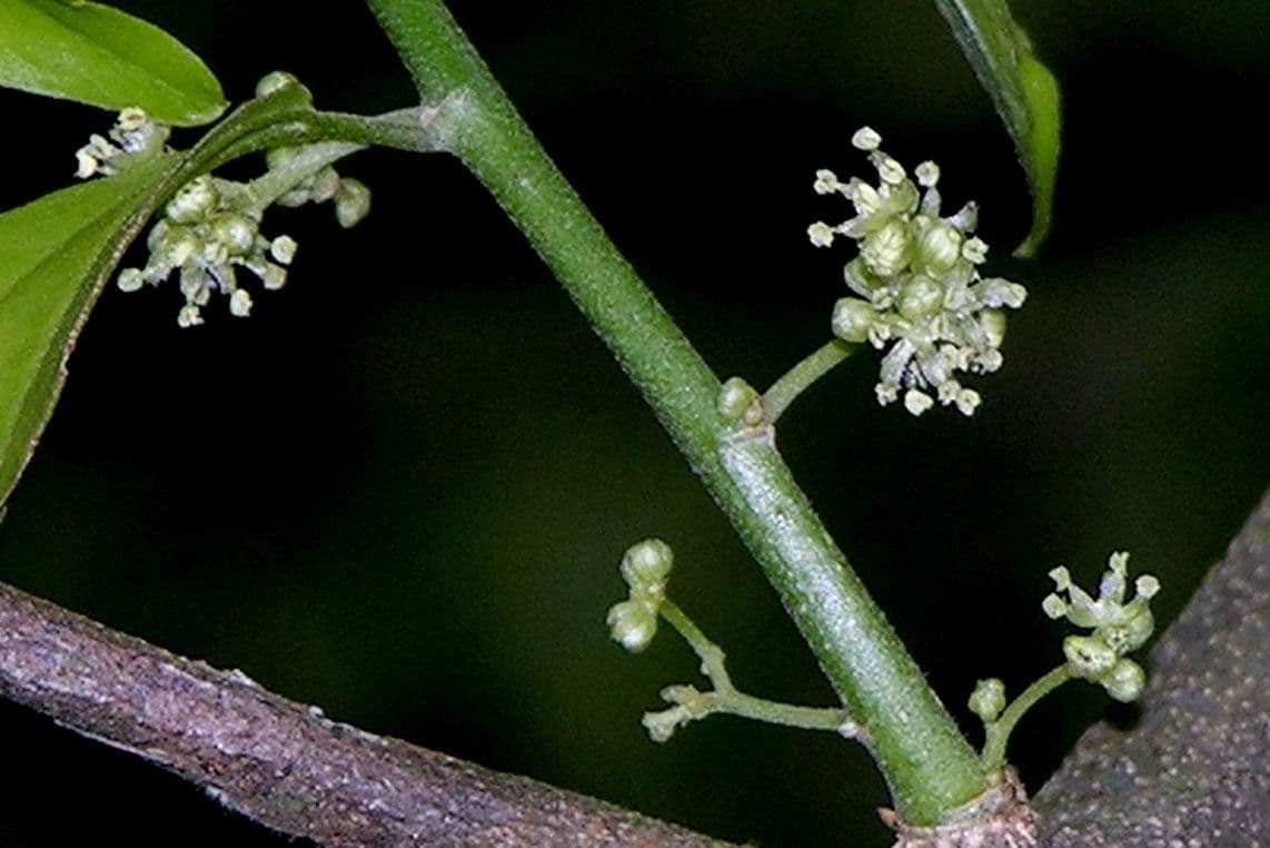 Celtis iguanaea 20