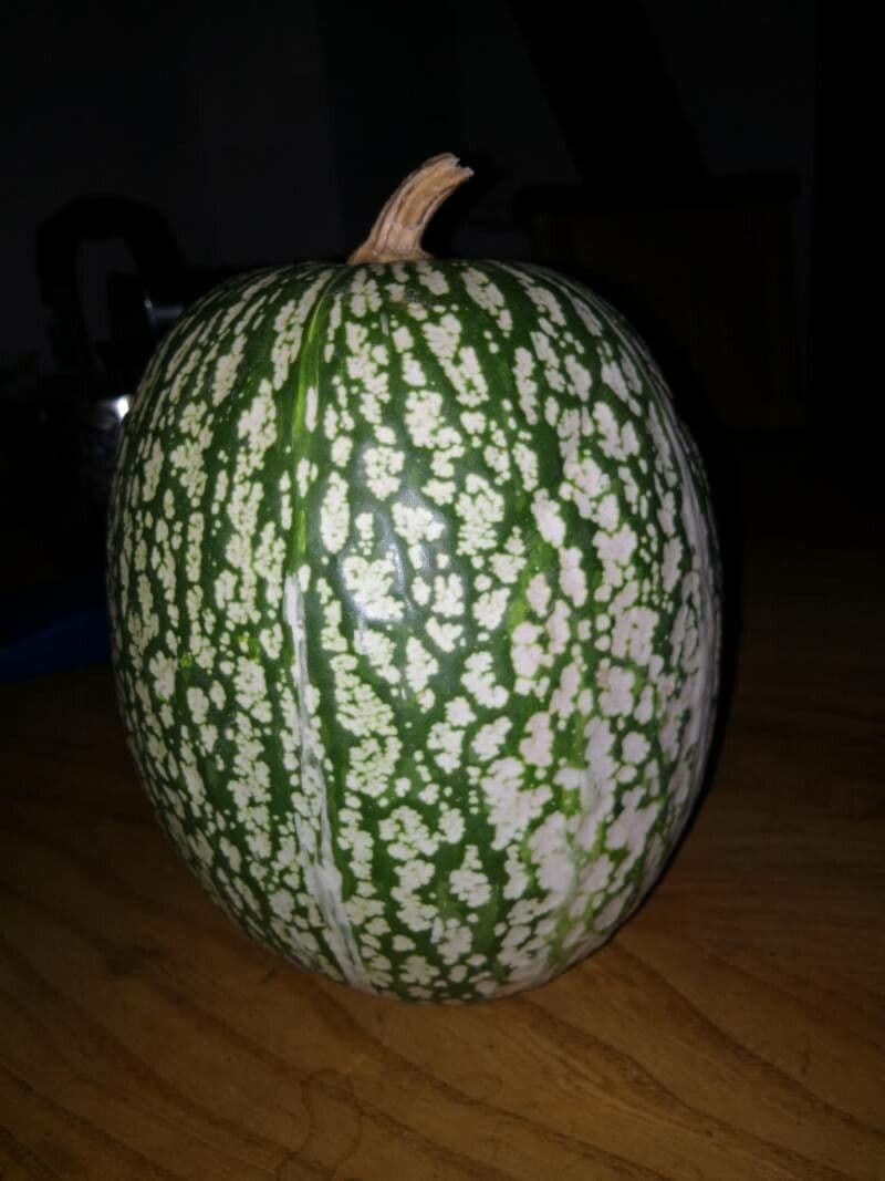 Figleaf gourd 2