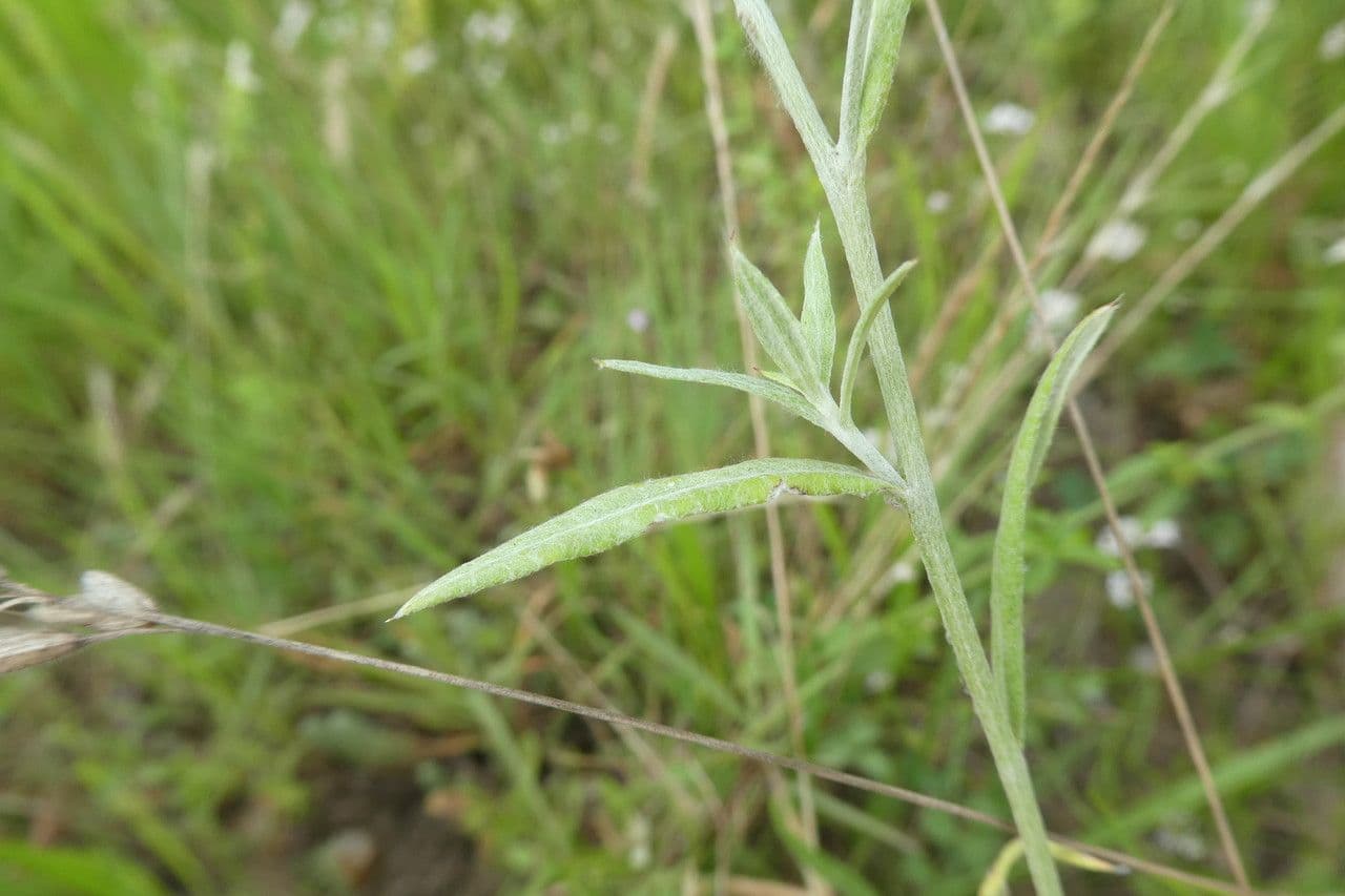 Immortelle annuale 11
