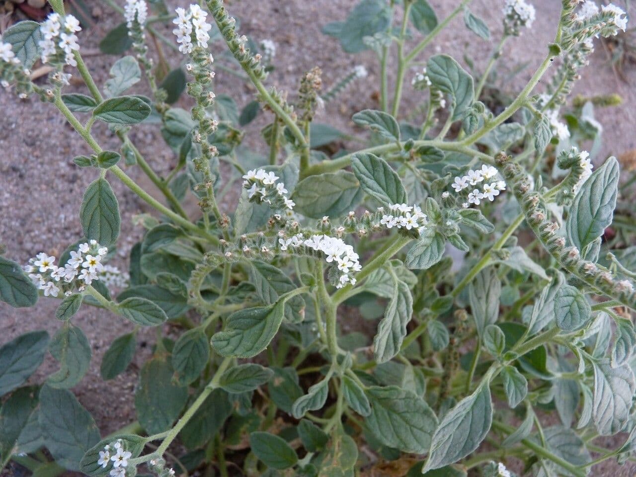 Eliotropio comune 30