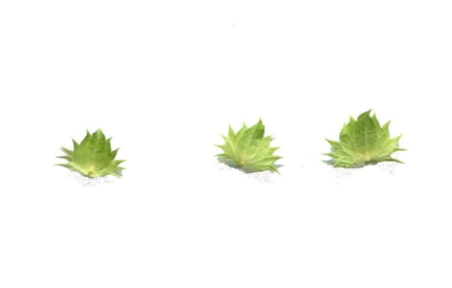 Sideritis 16