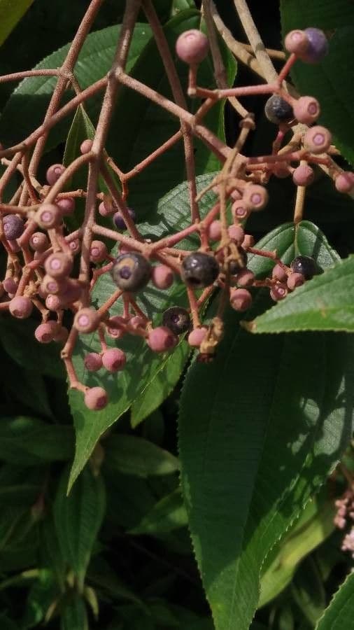 Miconia xalapská 4