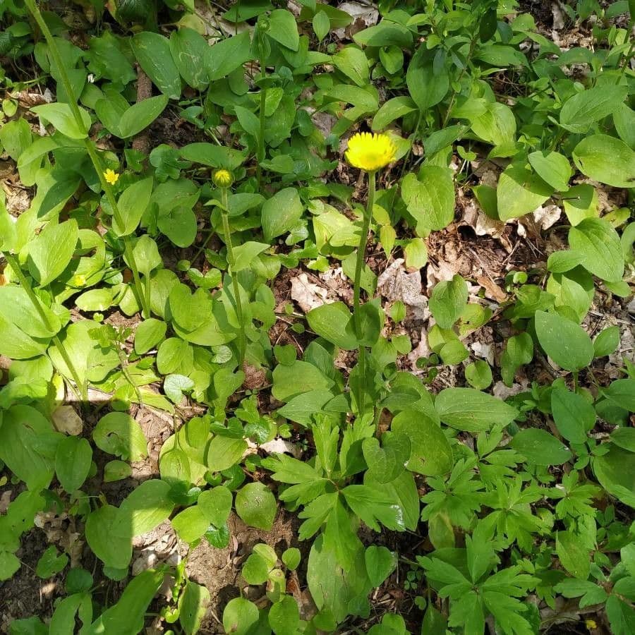 Plantain-leaf leopard's-bane 12