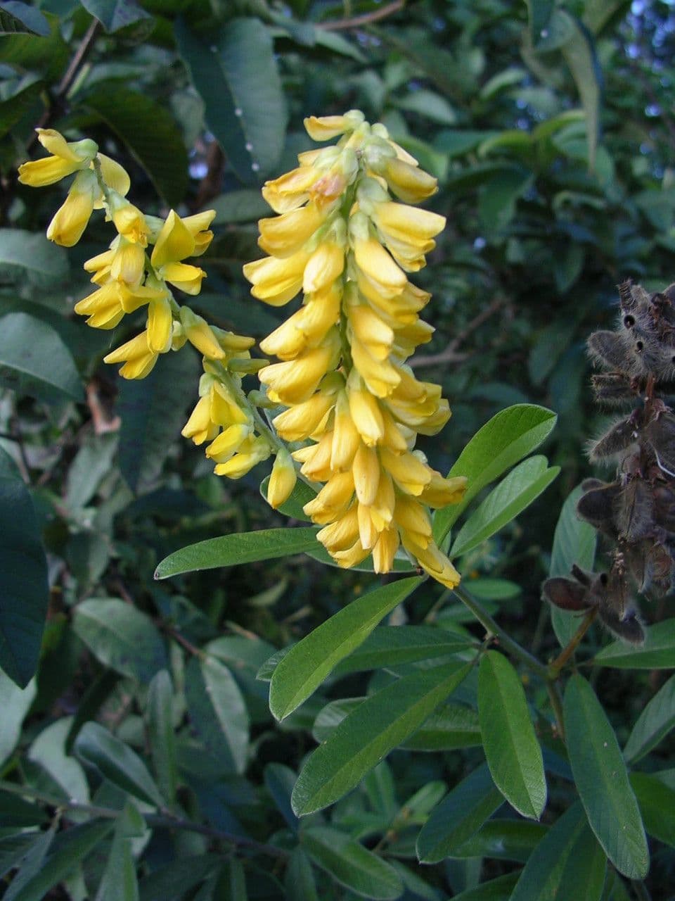 Eriosema psoraleoides 2