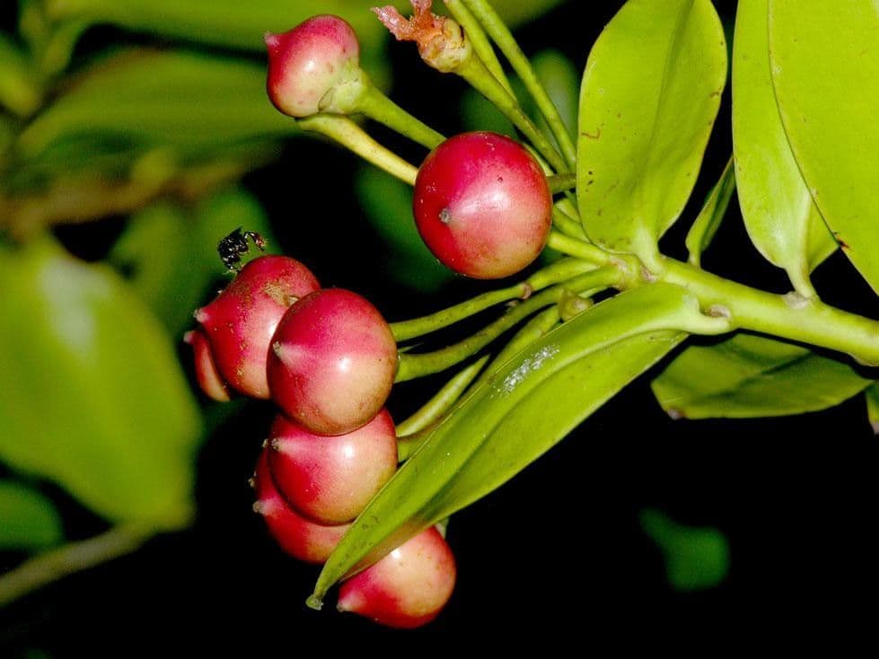 Marcgraviastrum 5