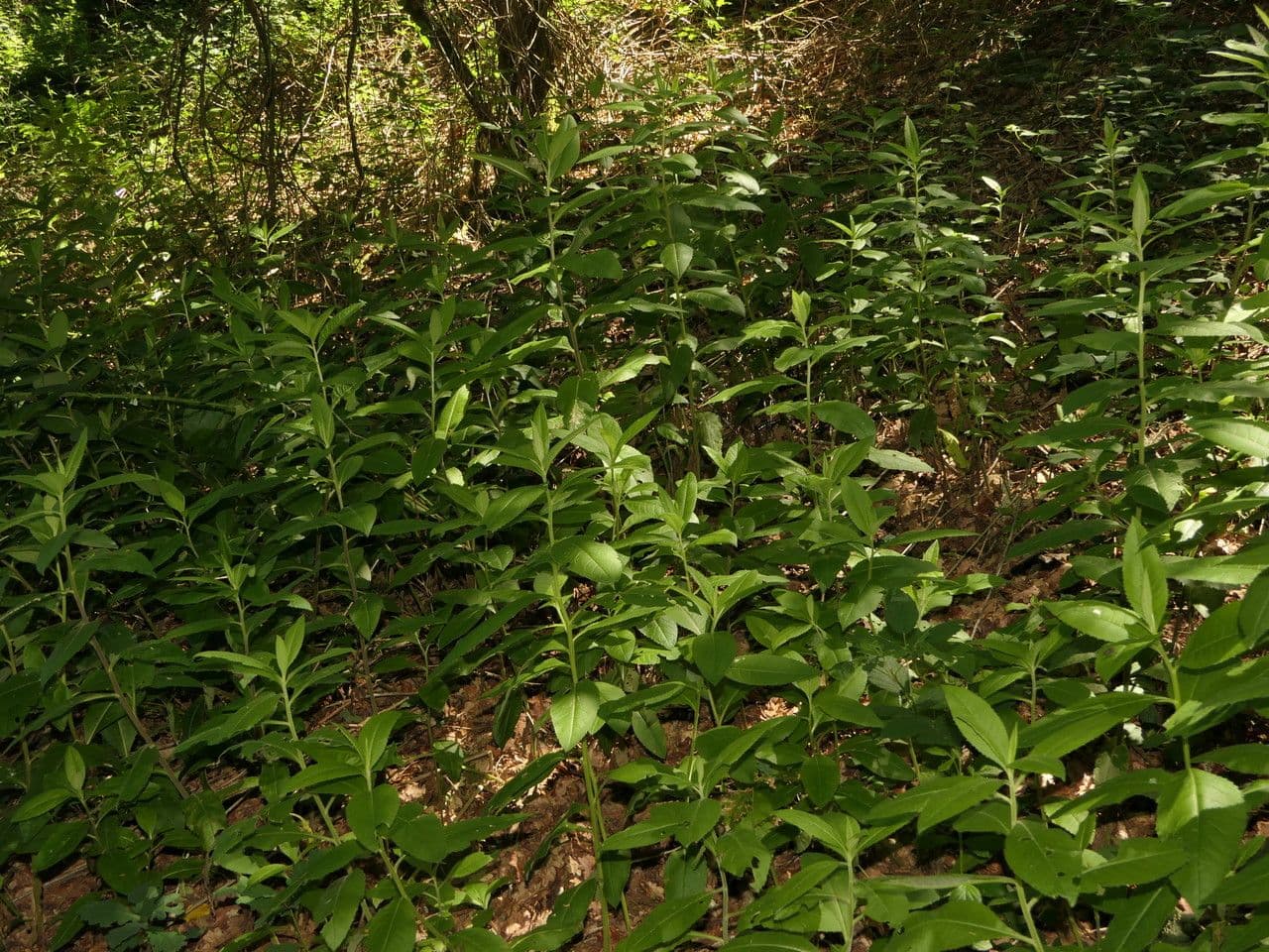 Senecio 9