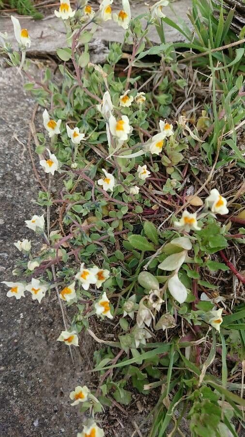 Linaria reflexa 3