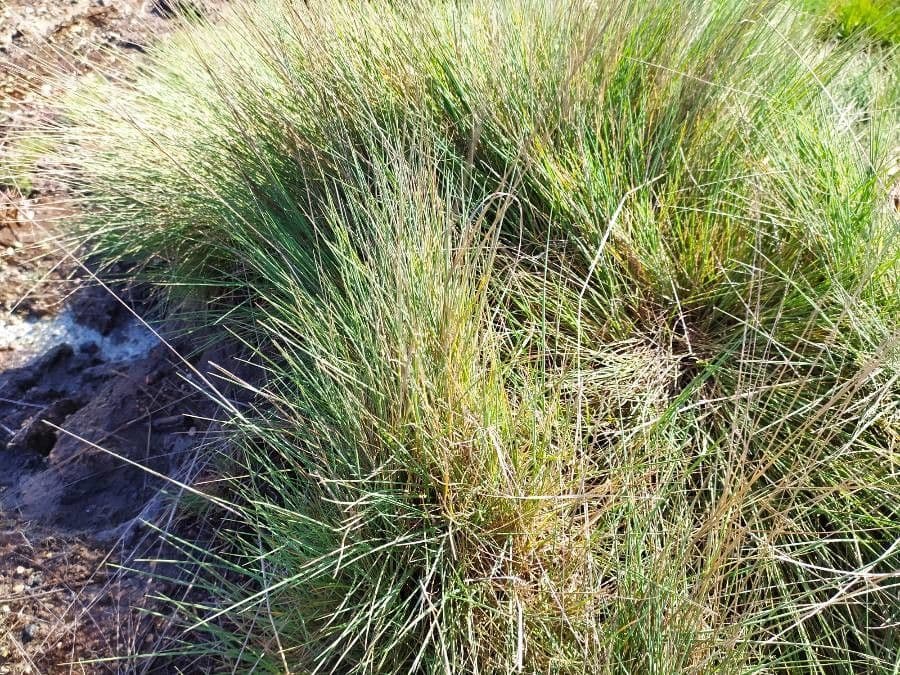 Festuca filiforme 14