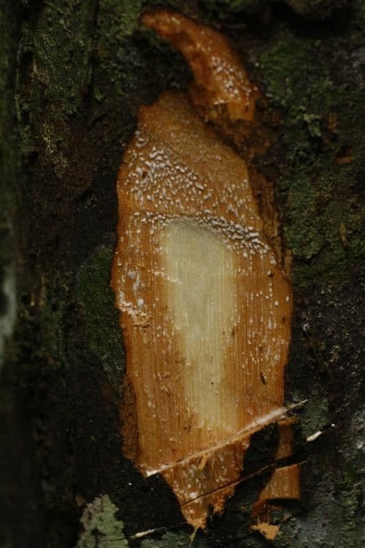 Pouteria 12