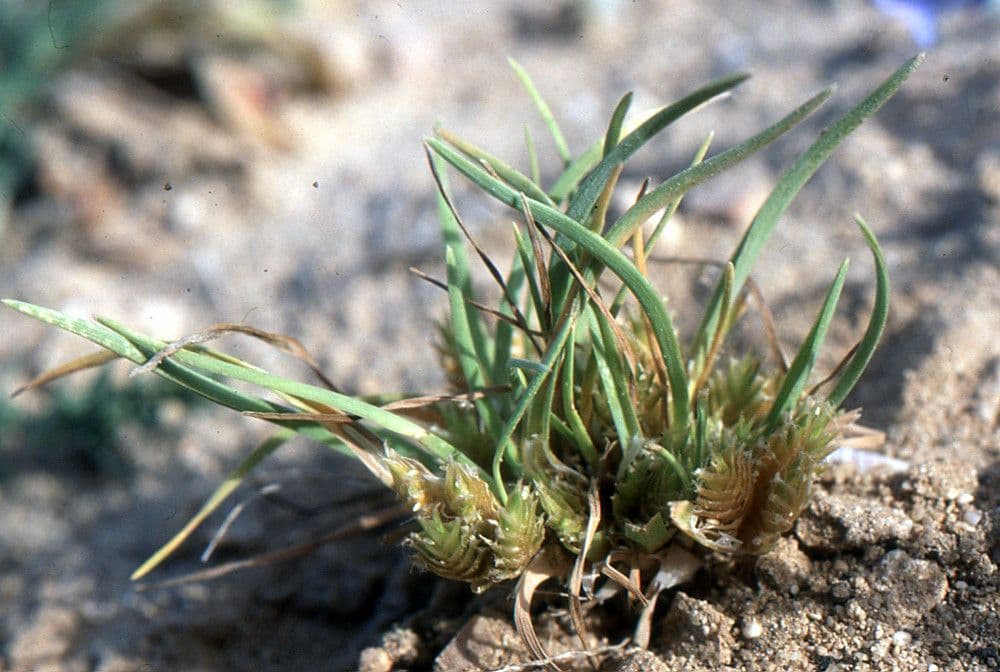 Ammochloa 4
