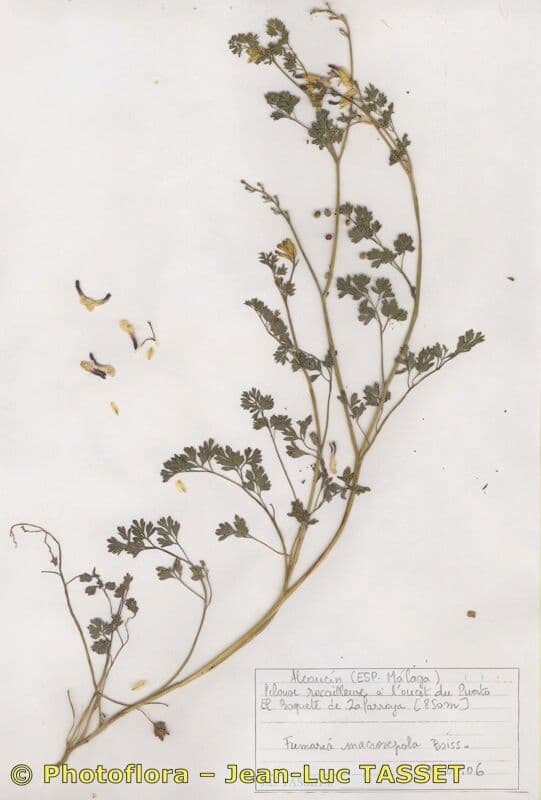 Fumaria macrosepala 10