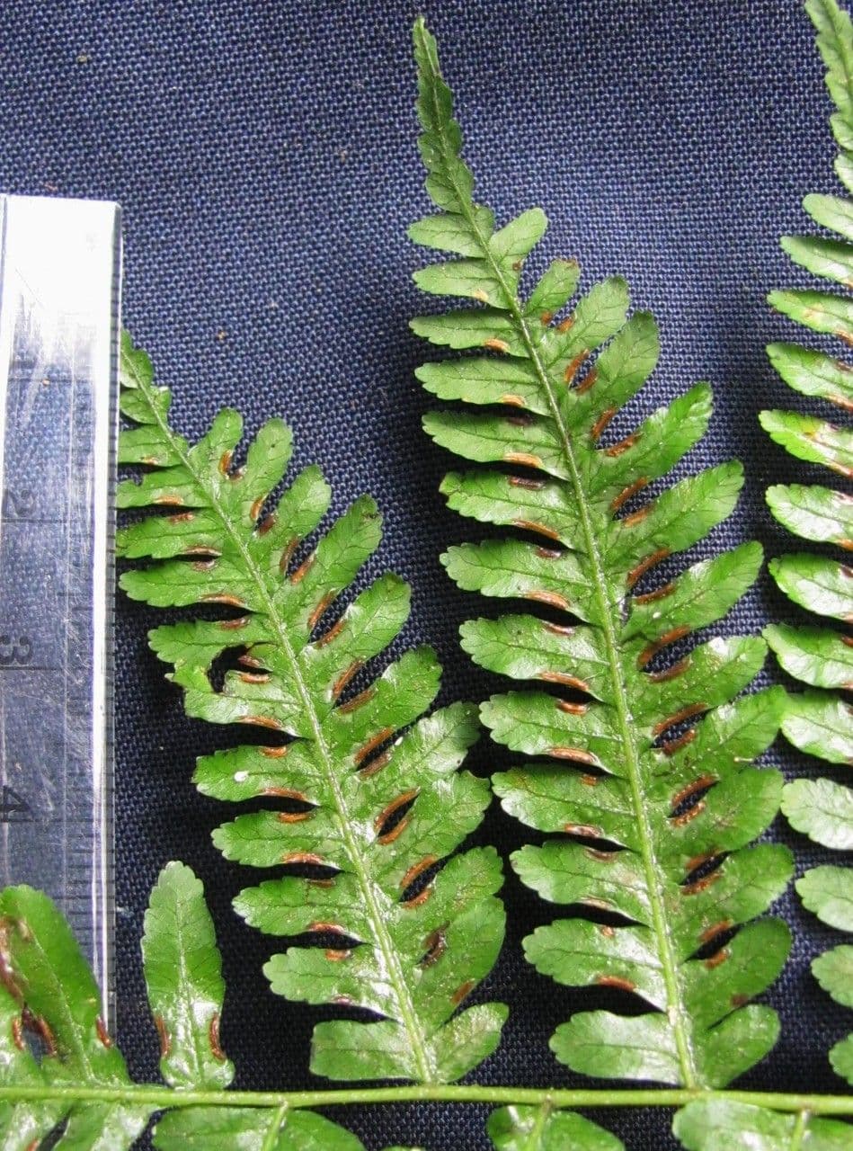 Pteris muricella 4