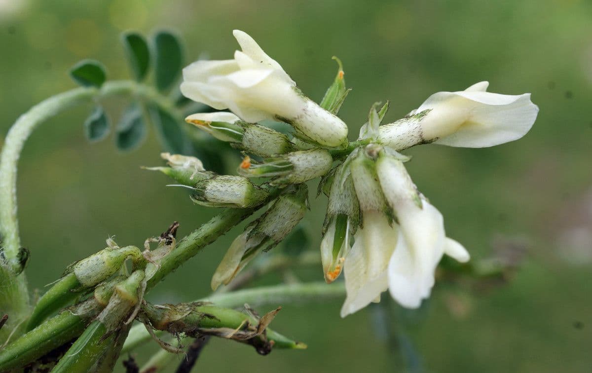 Astragalus depressus 7
