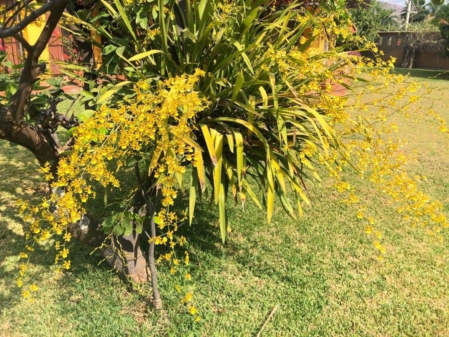 Oncidium sphacelatum 15