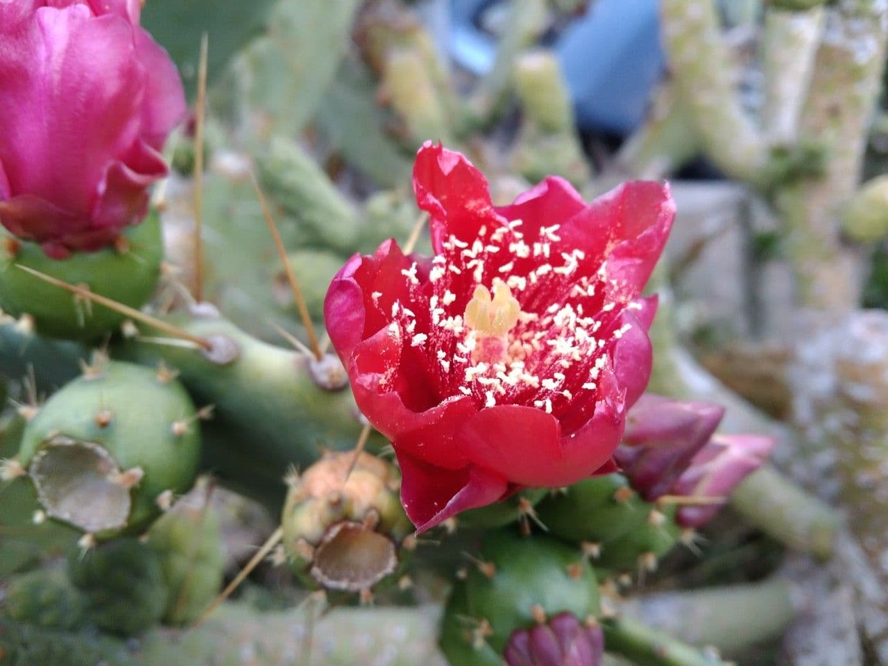 Erect prickly-pear 9
