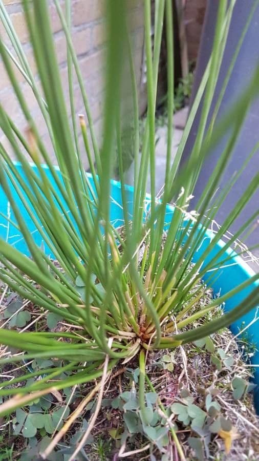 Schoenoplectus setaceus 21