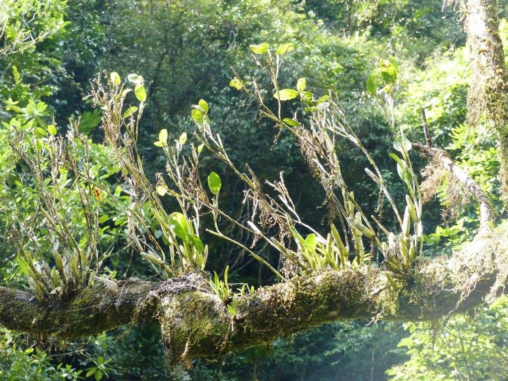 Dendrobium 9