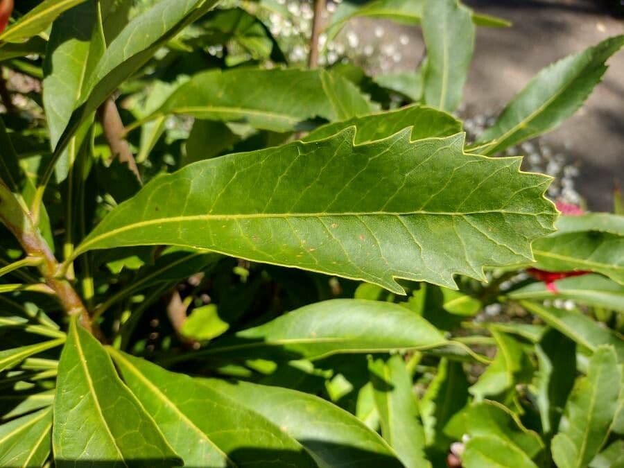 Telopea speciosissima 15
