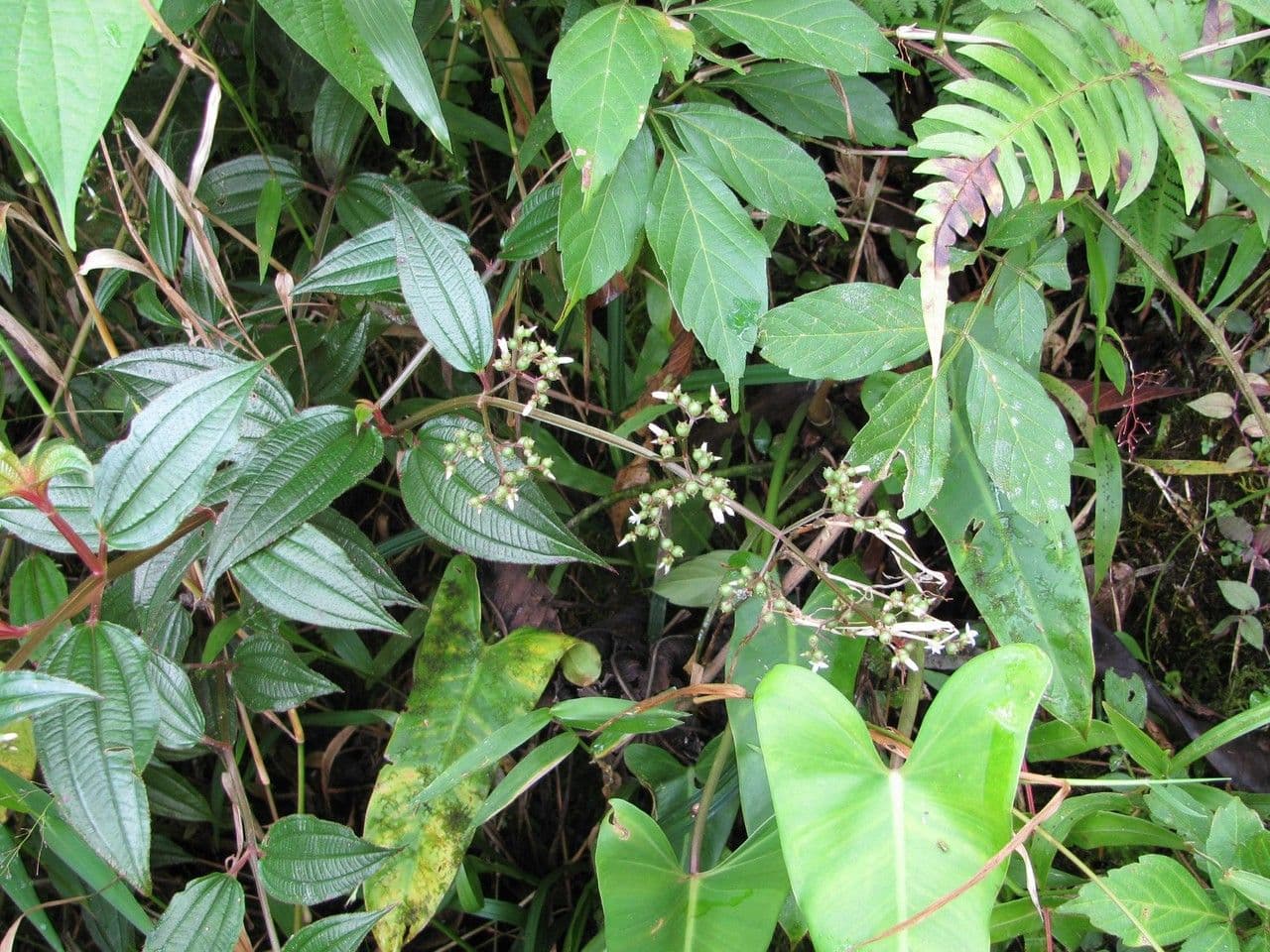 Aciotis purpurascens 8
