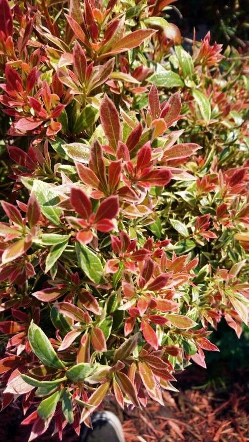 Pieris giapponese 23