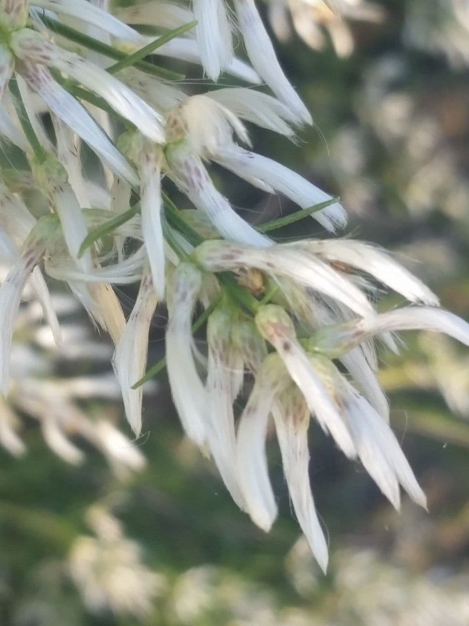 Baccharis neglecta 5