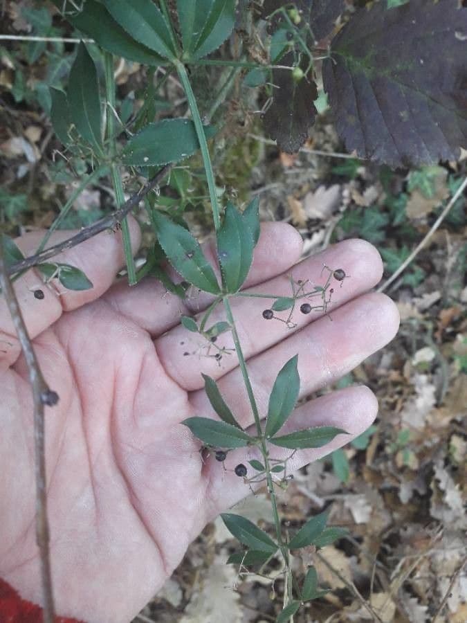 Wild madder 17