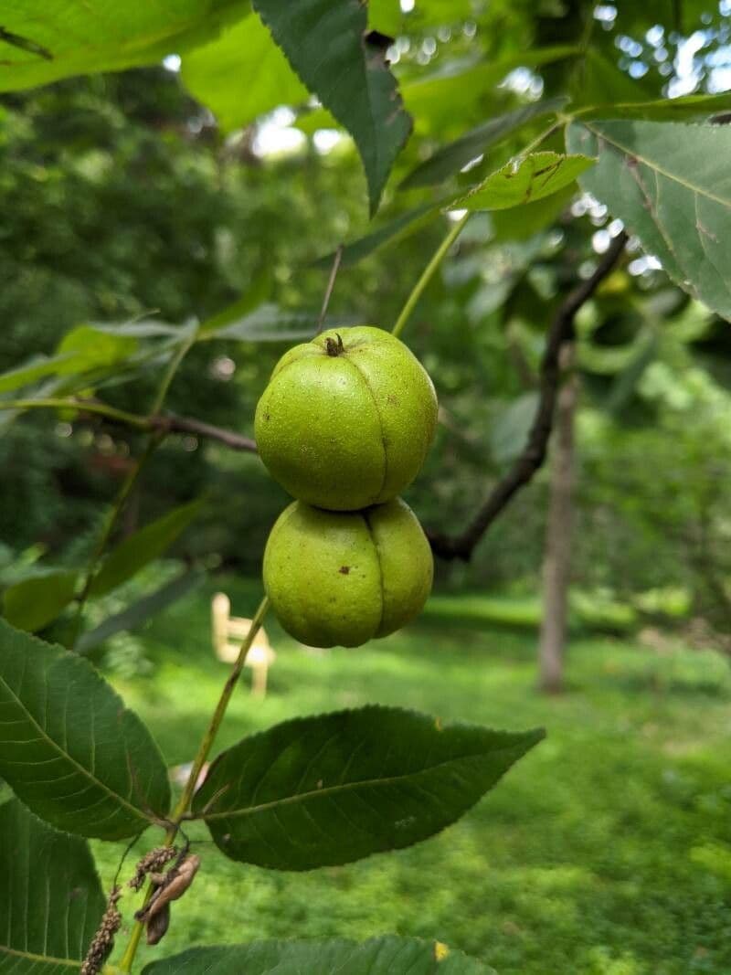 Carya ovata 5