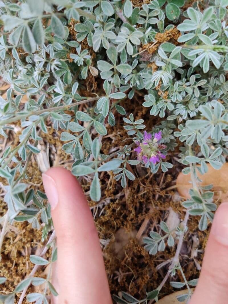 Dalea