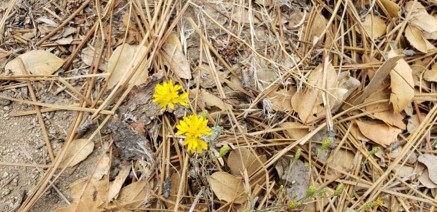 Lessingia