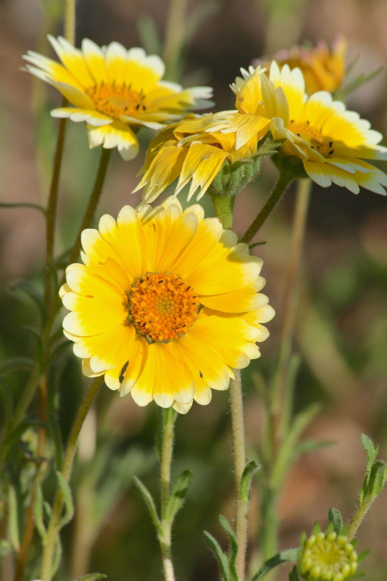 Layia platyglossa