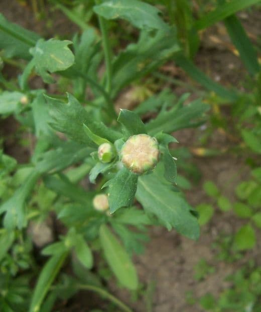 Saat-Wucherblume 4