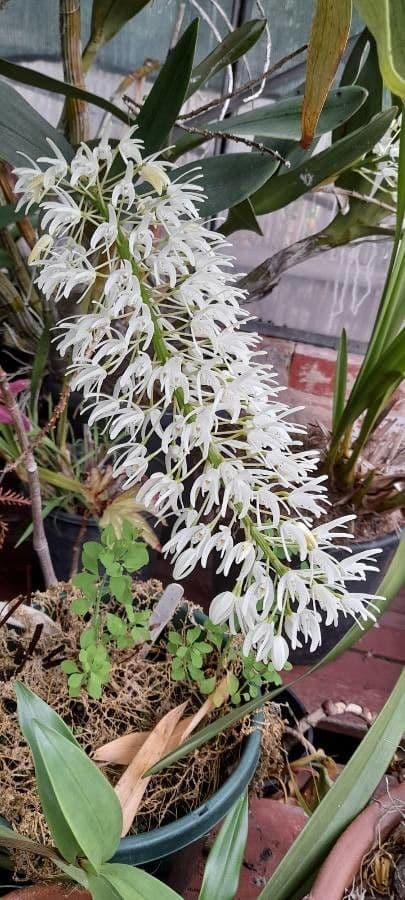 Dendrobium
