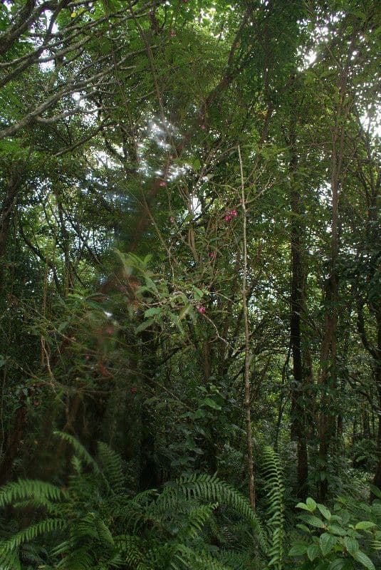 Syzygium 14