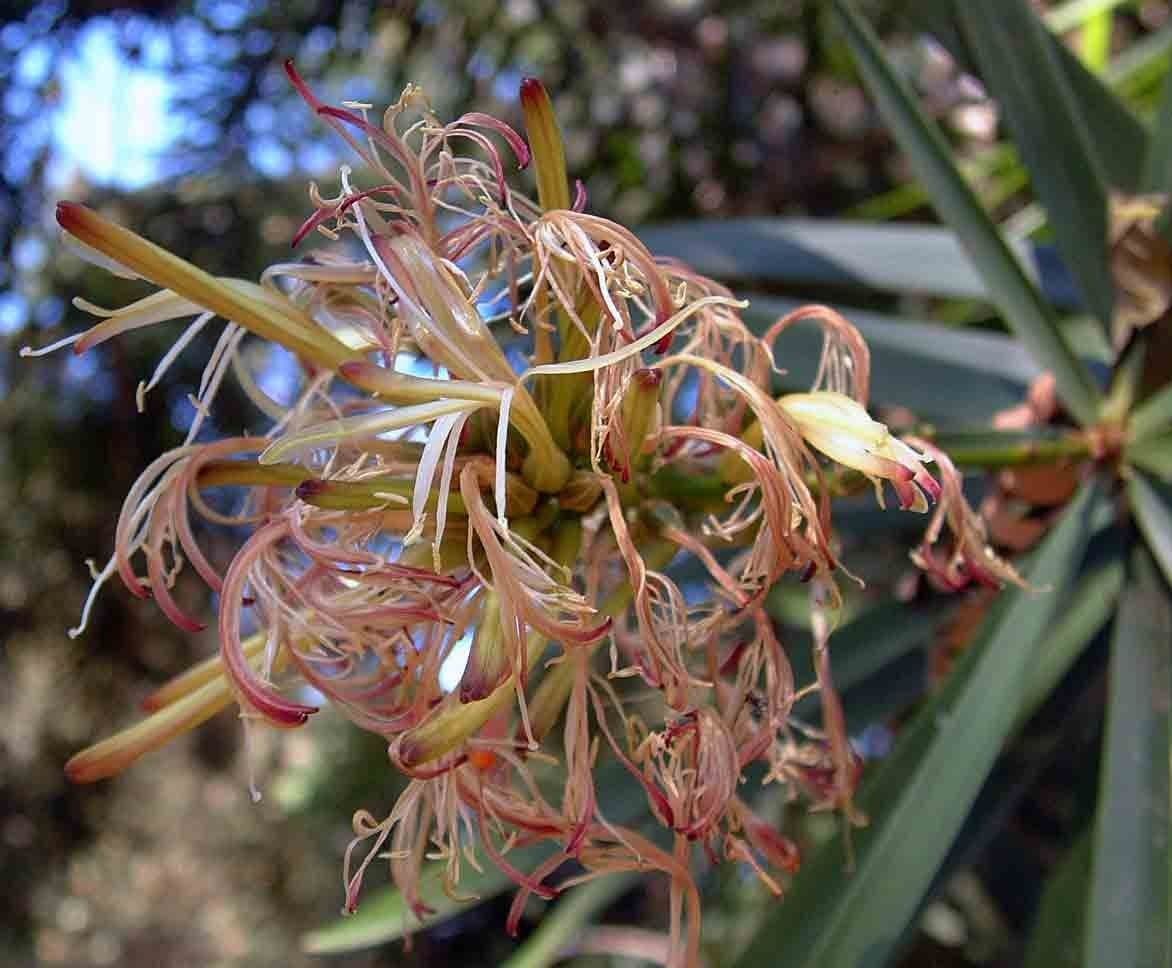 Dracena 7