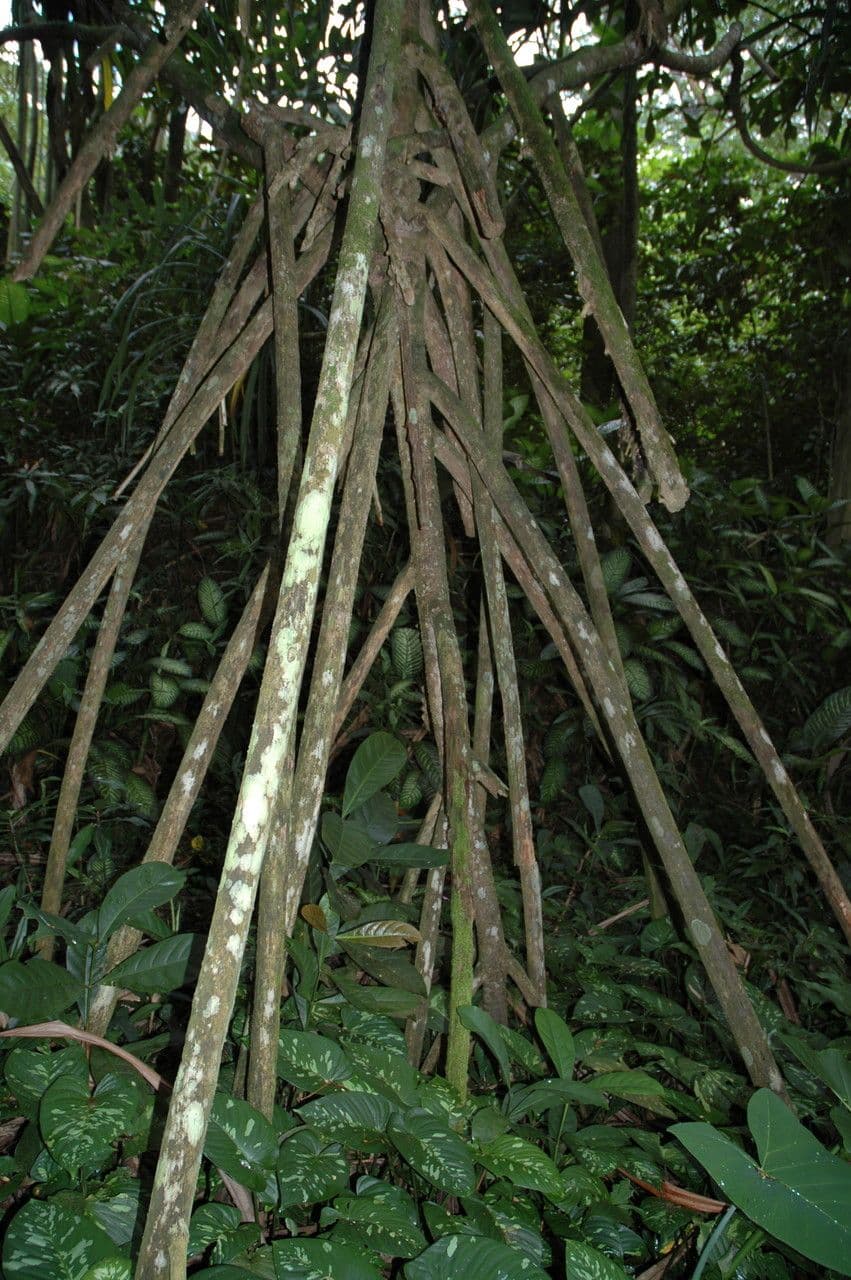 Pandanus
